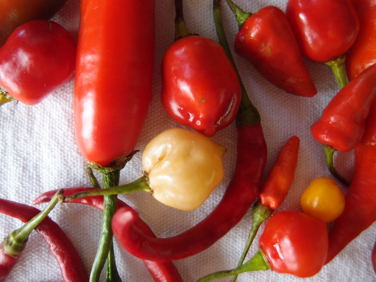 2016-01-26 Pimentas 1 + 2 (Foto)